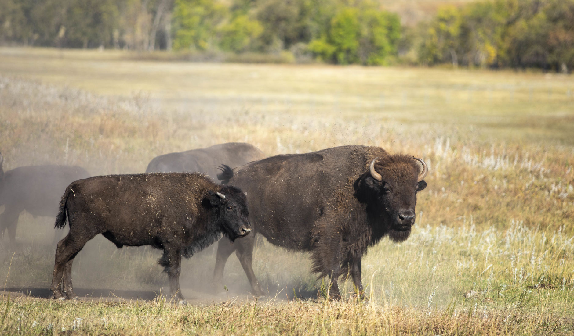 Buffalo 5